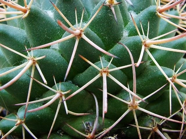 Mammillaria _petterssonii _03